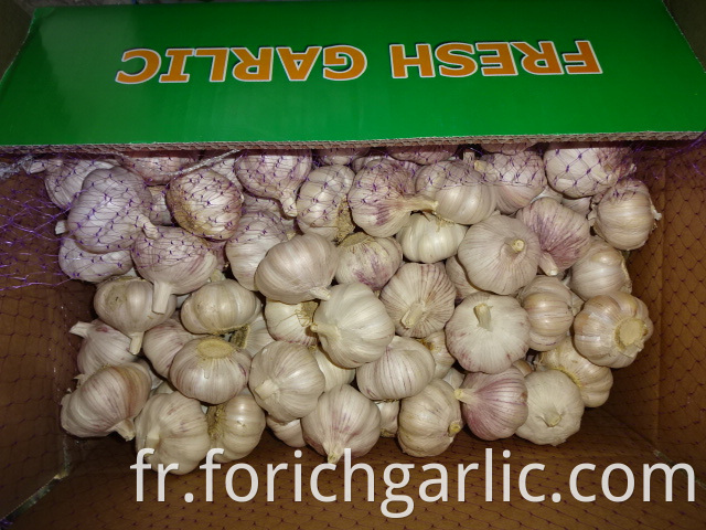 High Quality Fresh Garlic 5 0cm